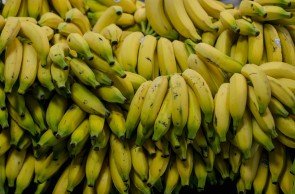 FORTALEZA, CE, BRASIL, 24.03.2021: Banana. Desenvolvimento do agronegócio do Ceará, muito baseado na fruticultura. em epoca de COVID-19. (Foto: Aurelio Alves/ Jornal O POVO)