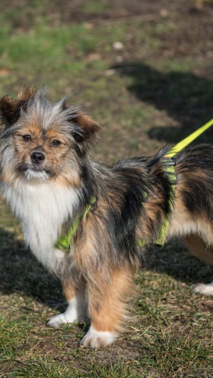 Fusão dará origem à maior rede de produtos e serviços para animais de estimação do país 