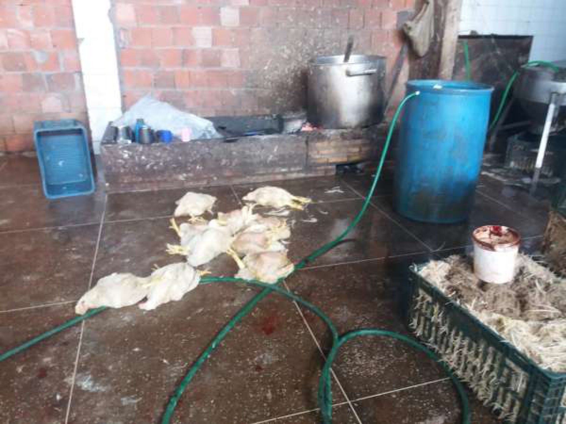 No caso de animais de produção, a descoberta de abates clandestino é fundamental para o combate de maus-tratos.