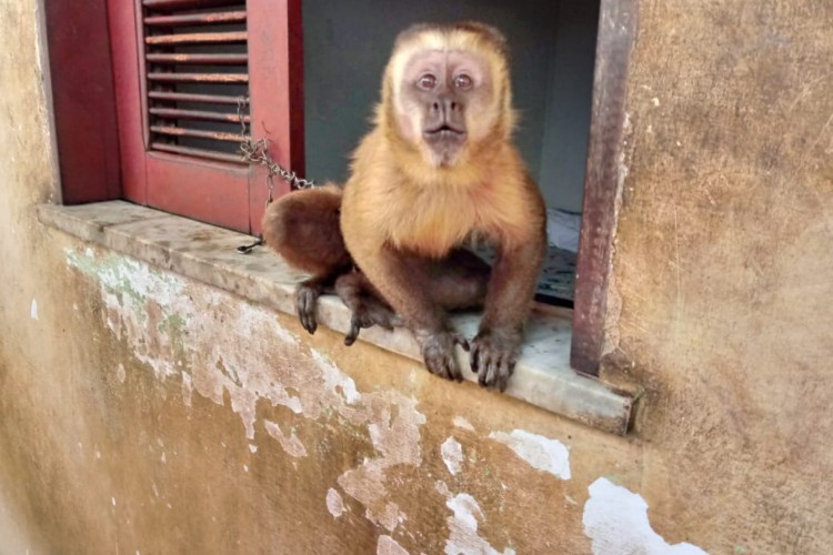 Macaco prego é resgatado após ser mantido acorrentado em residência em Trairi