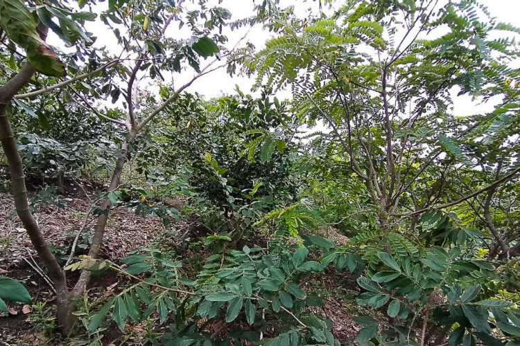 Recuperação mata atlântica/ fauna/ flora