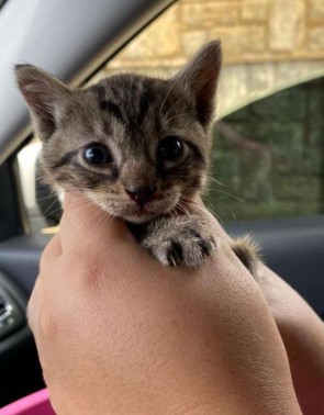 Na imagem, um dos três filhotes sobreviventes