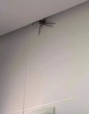 Aranha &eacute; vista escalando parede de apartamento