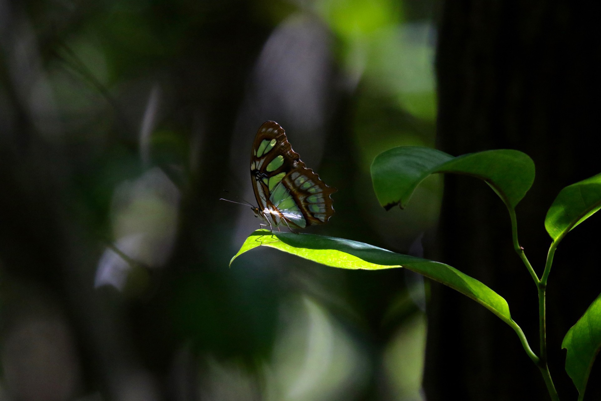 Uma das espécies de borboleta existente no Parque Estadual do Cocó, em Fortaleza, no Ceará. 2020. Foto: Demitri Túlio (Foto: Demitri Túlio)