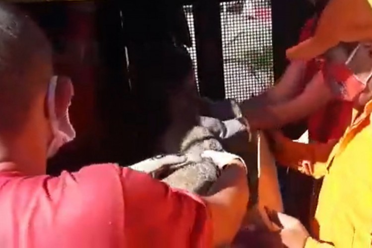 Raposa foi atropelada em Canindé