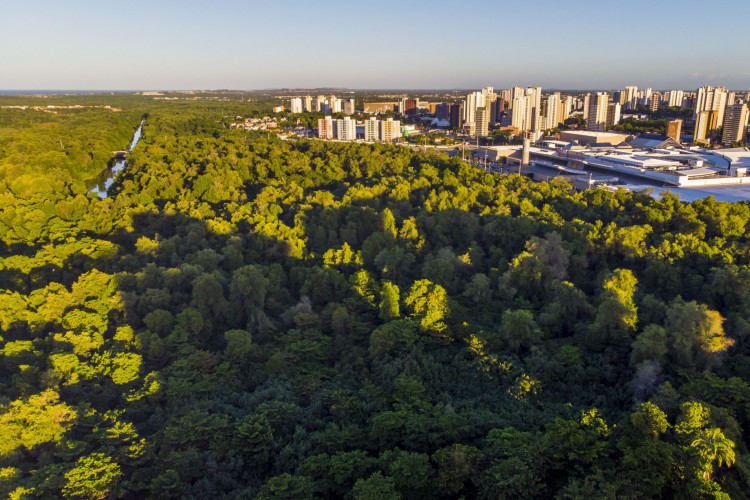 Parque do Cocó deverá receber 600 novas árvores durante o mês de março