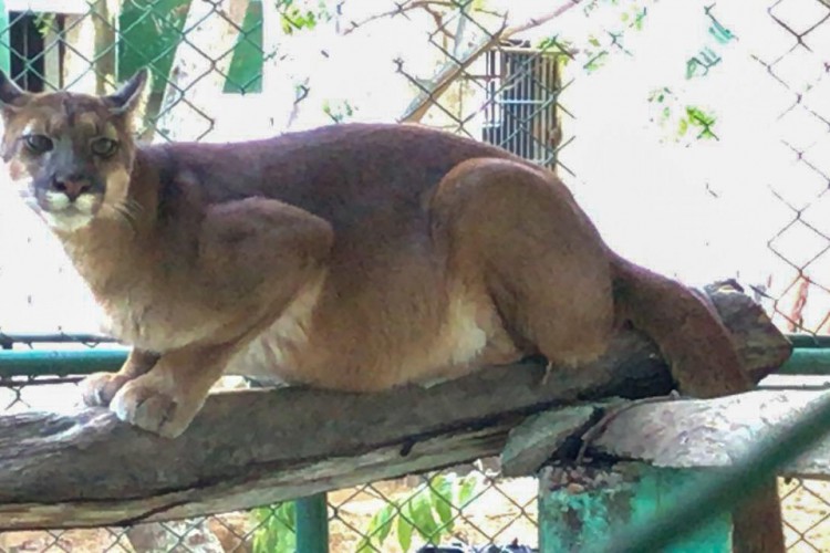 Onça-parda chega ao Zoológico São Francisco, em Canindé.