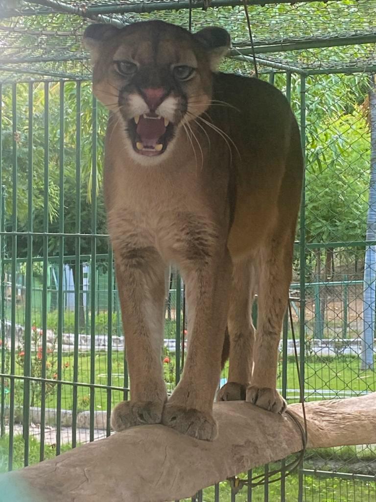 Onça-parda chega ao Zoológico São Francisco, em Canindé.