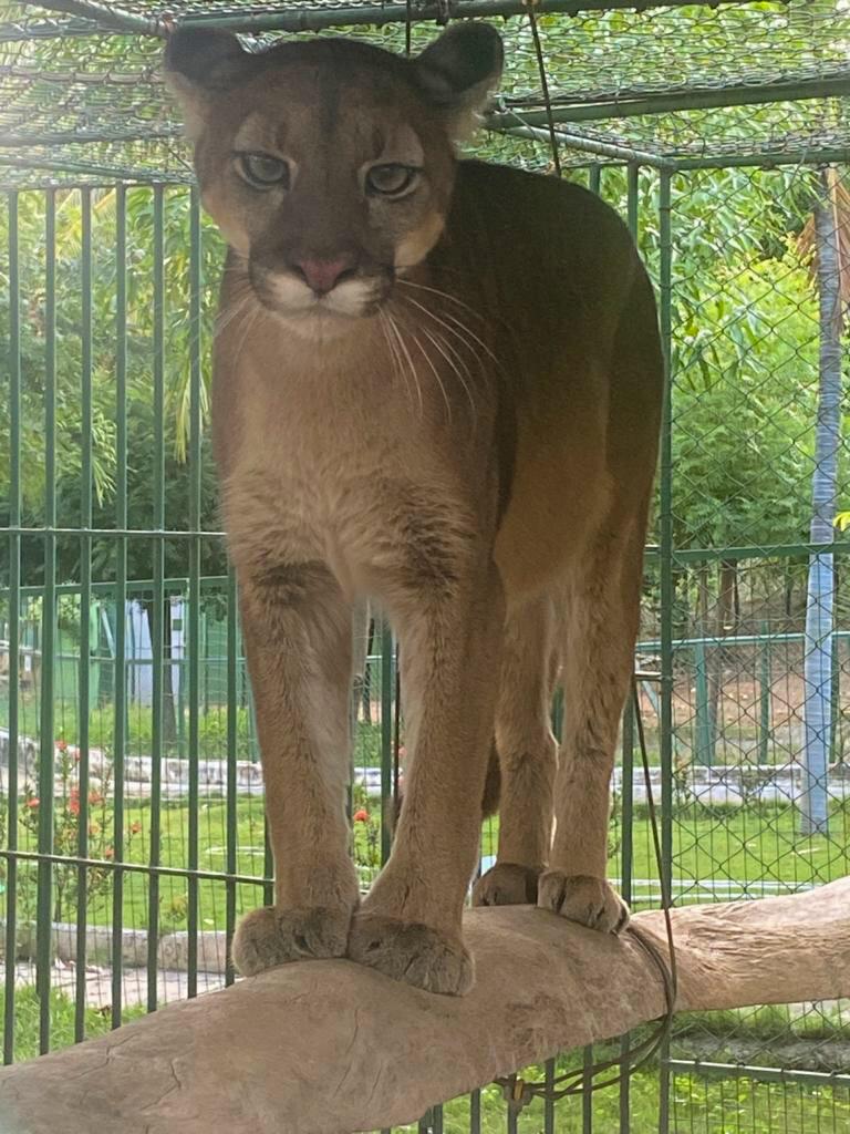 Onça-parda chega ao Zoológico São Francisco, em Canindé.
