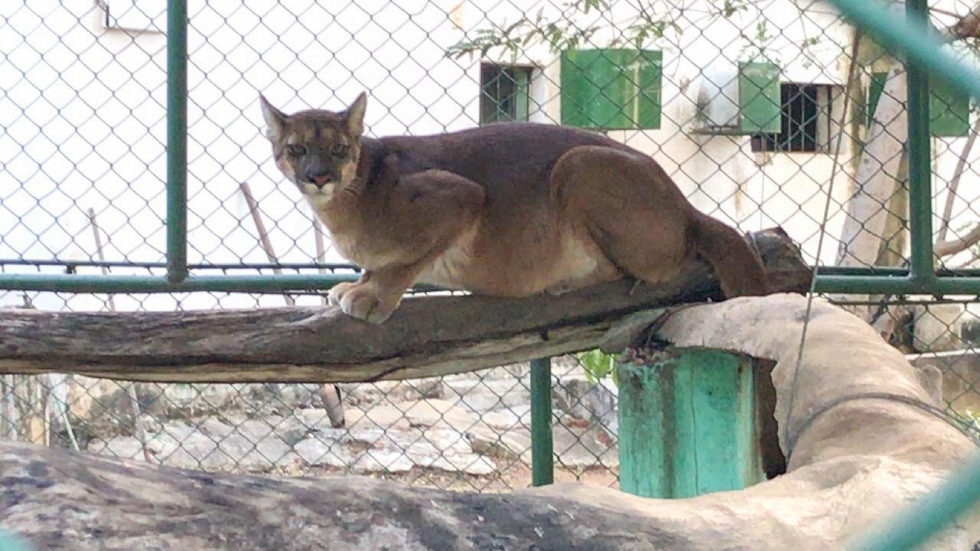 Onça-parda chega ao Zoológico São Francisco, em Canindé.
