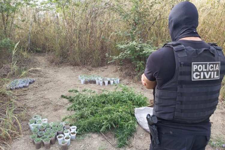 Mais de 500 pés de maconha foram encontrados em um sítio em Caririaçu