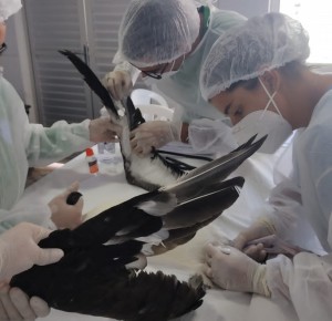 Animal passou por um implante de penas.