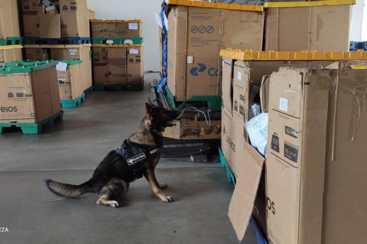 Agente canino Ithor conseguiu encontrar mais de dois kg de maconha em encomenda postal