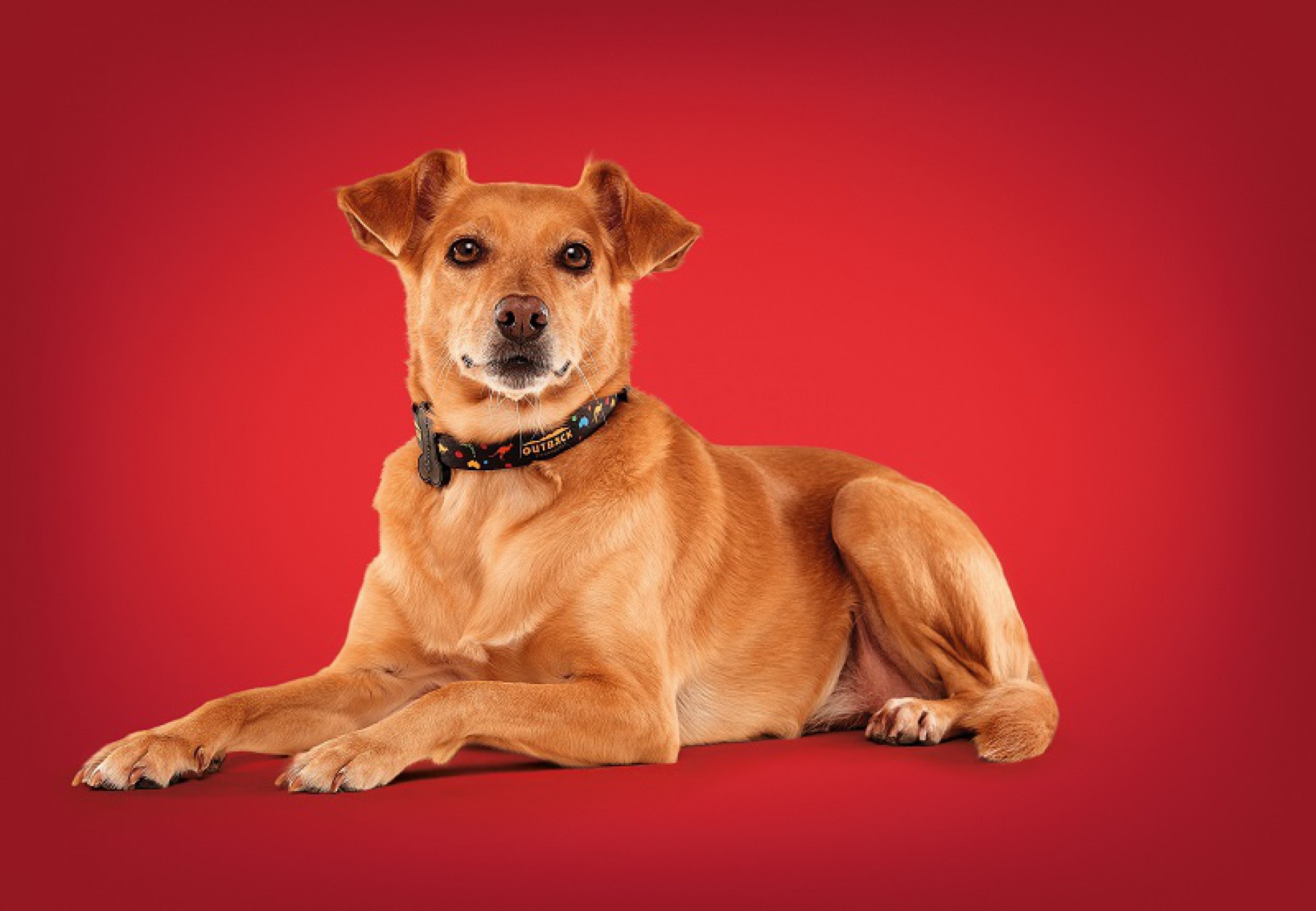 Em parceria com as empresas Petz e MeuAuAu, a marca também incentiva a doação de cães (Foto: Divulgação)