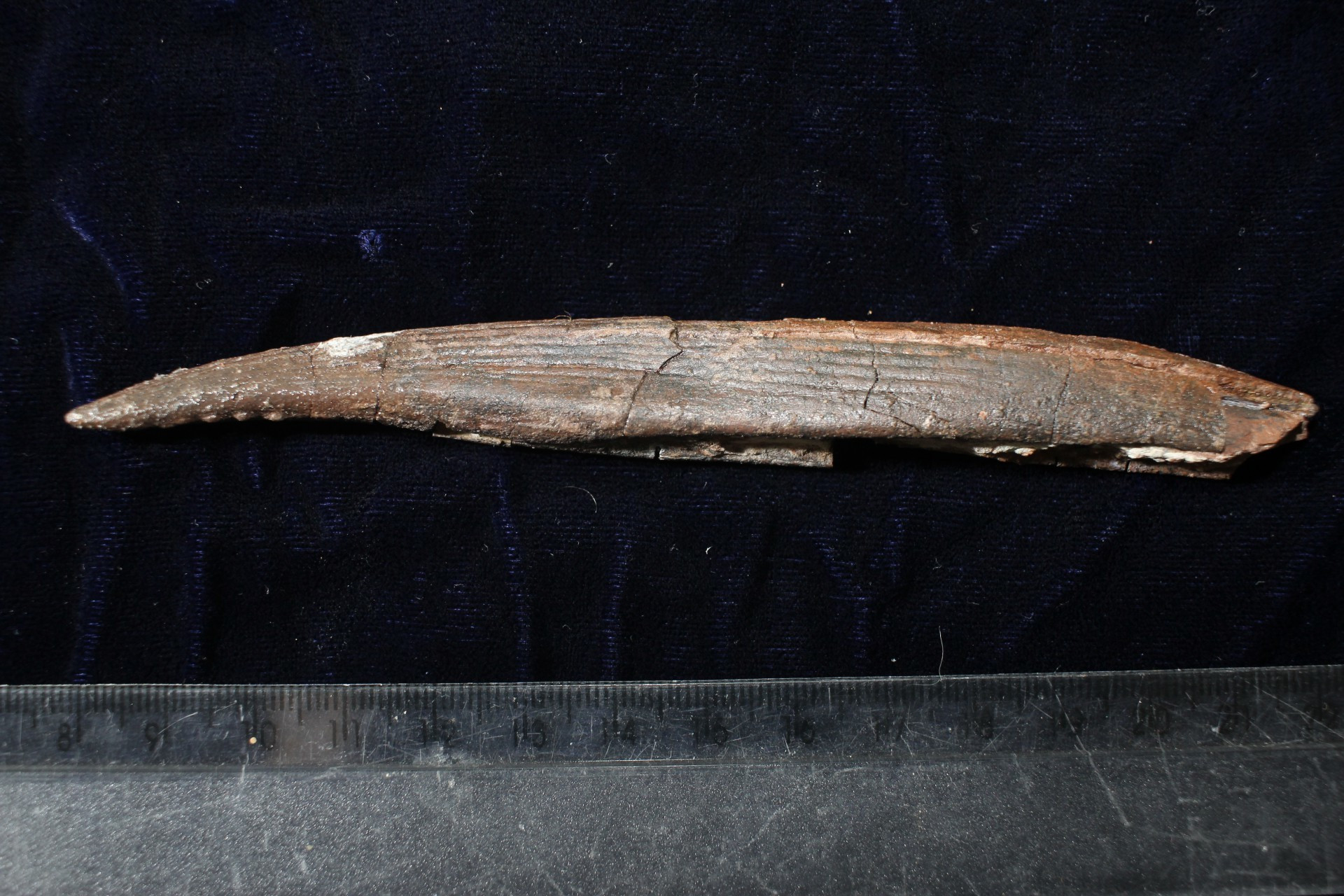 ￼O fóssil encontrado tem entre 150 e 155 milhões de anos 