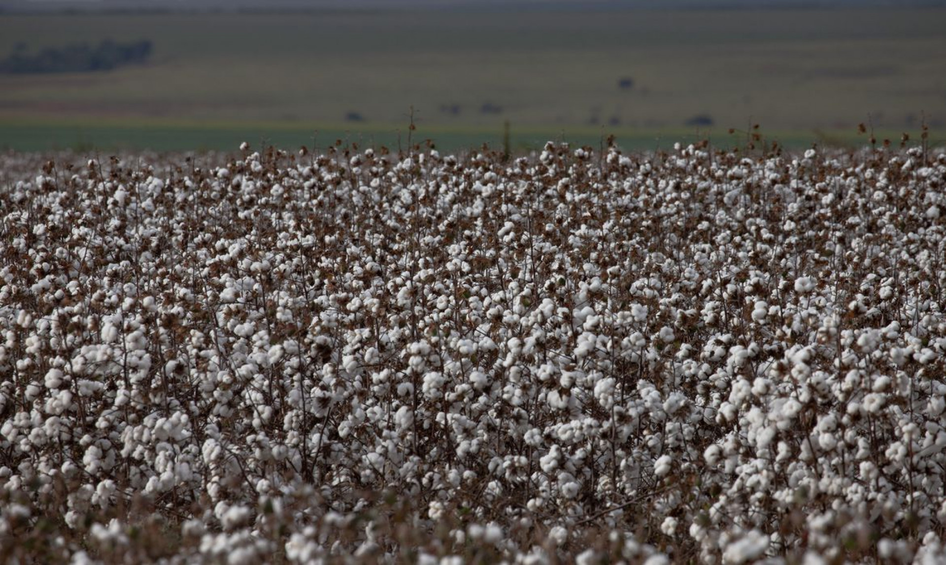 ￼OBJETIVO é prover condições técnicas para que pequenos produtores (Foto: CNA/Wenderson Araujo/Trilux)