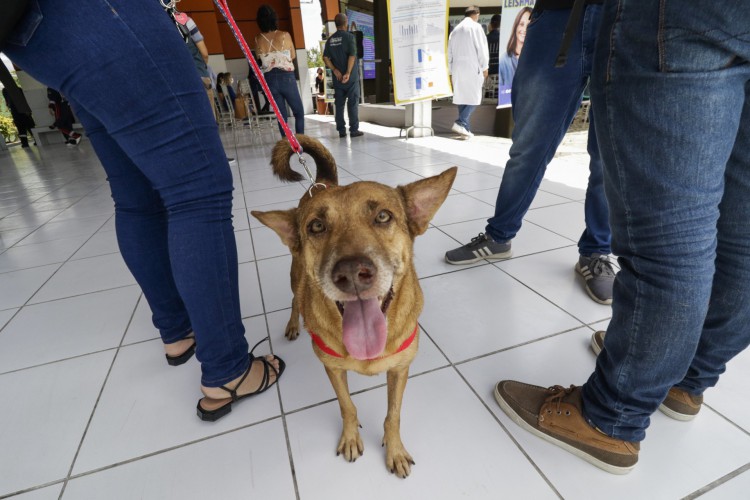 Lançamento da campanha de encoleiramento de cães para o controle de calazar. Cerca de 90 mil coleiras serão distribuídas
