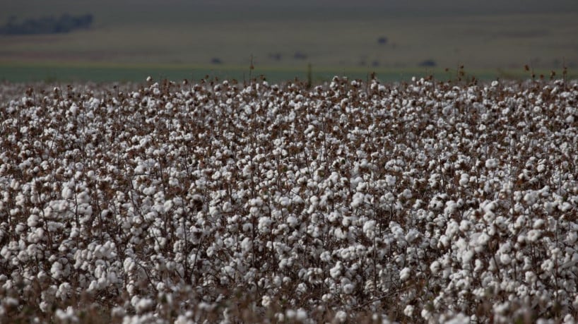 objetivo central &eacute; prover condi&ccedil;&otilde;es t&eacute;cnicas para que pequenos produtores possam retomar a cultura do algod&atilde;o 