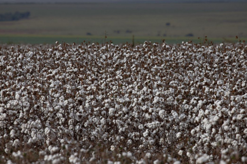 objetivo central &eacute; prover condi&ccedil;&otilde;es t&eacute;cnicas para que pequenos produtores possam retomar a cultura do algod&atilde;o