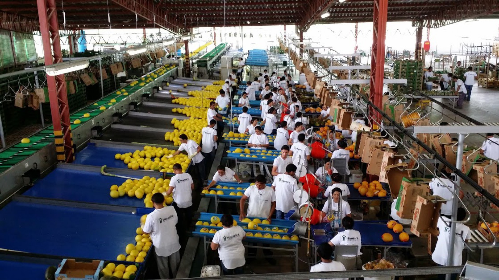 ￼Os melões lideram a lista de frutas exportadas pelo Estado do Ceará, movimentando US$ 50,4 milhões em 2020 (Foto: Divulgação)