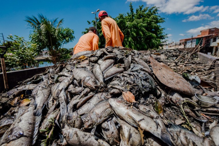 Peixes mortos no açude João Lopes, em Fortaleza