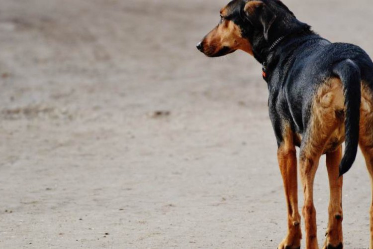 O plano prevê desde políticas de saúde até controle populacional dos animais
