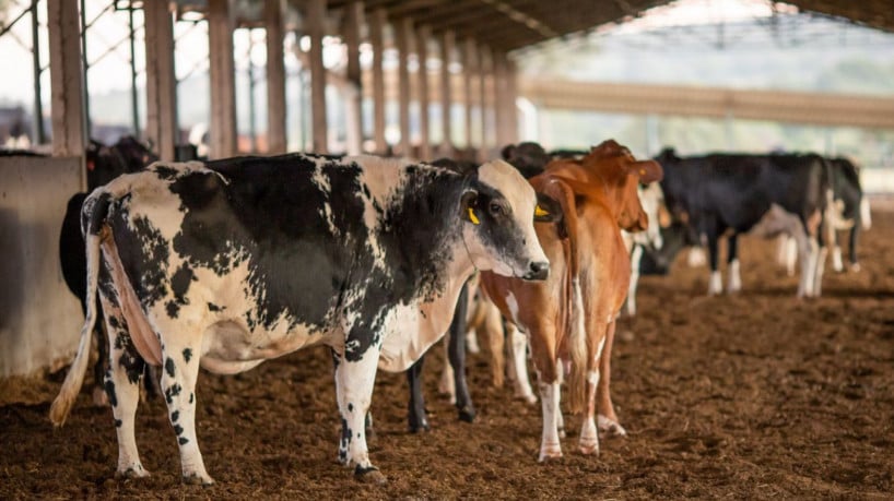Confirmados Casos De Vaca Louca No Mt E Mg Exportacoes A China Sao Suspensas