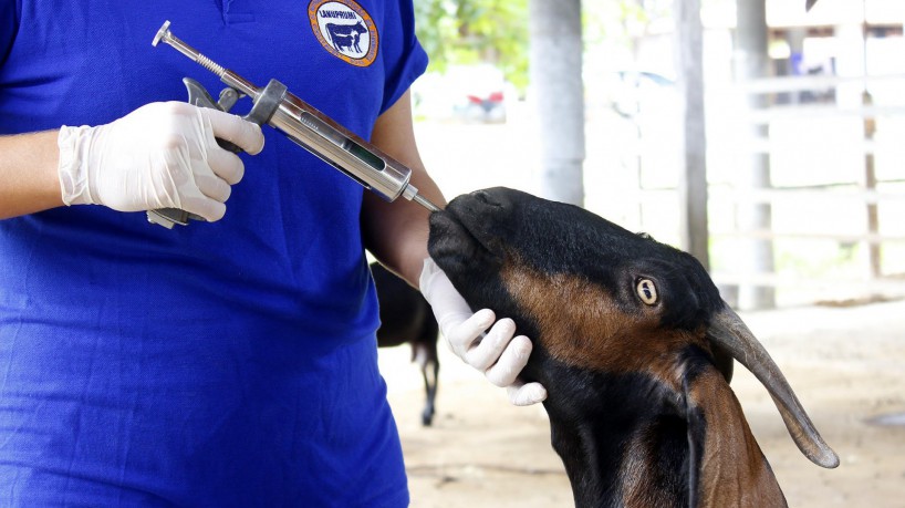A criação de caprinos é fonte de renda para milhares de nordestinos (foto: RamoAlcantara/UECE/Reprodução)