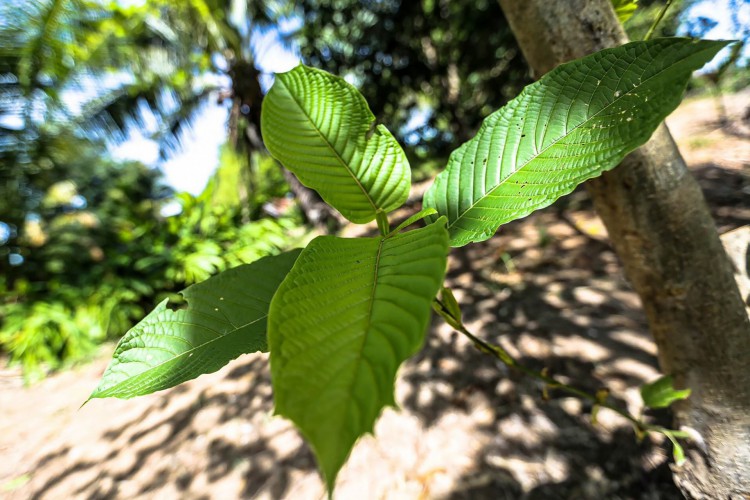 Folha Kratom