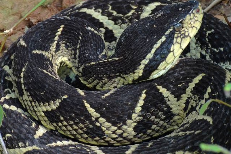 Cobra Jararacuçu