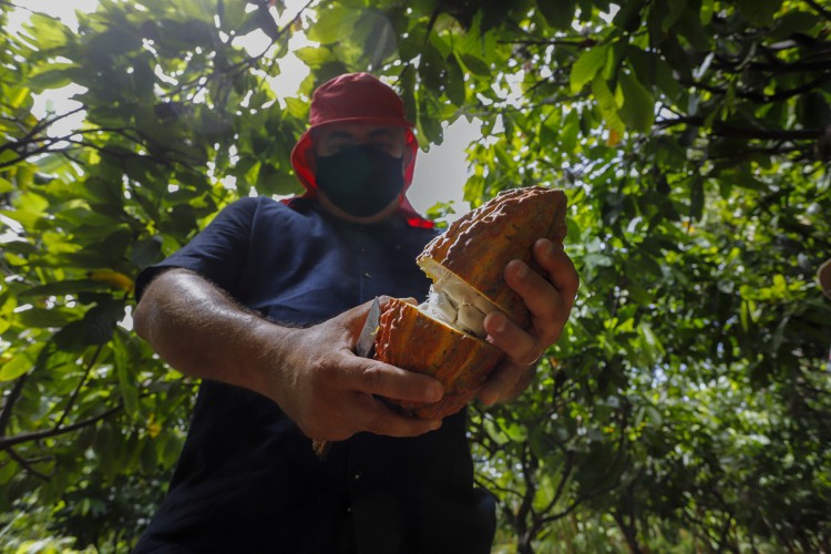 Plantação de cacau no Ceará