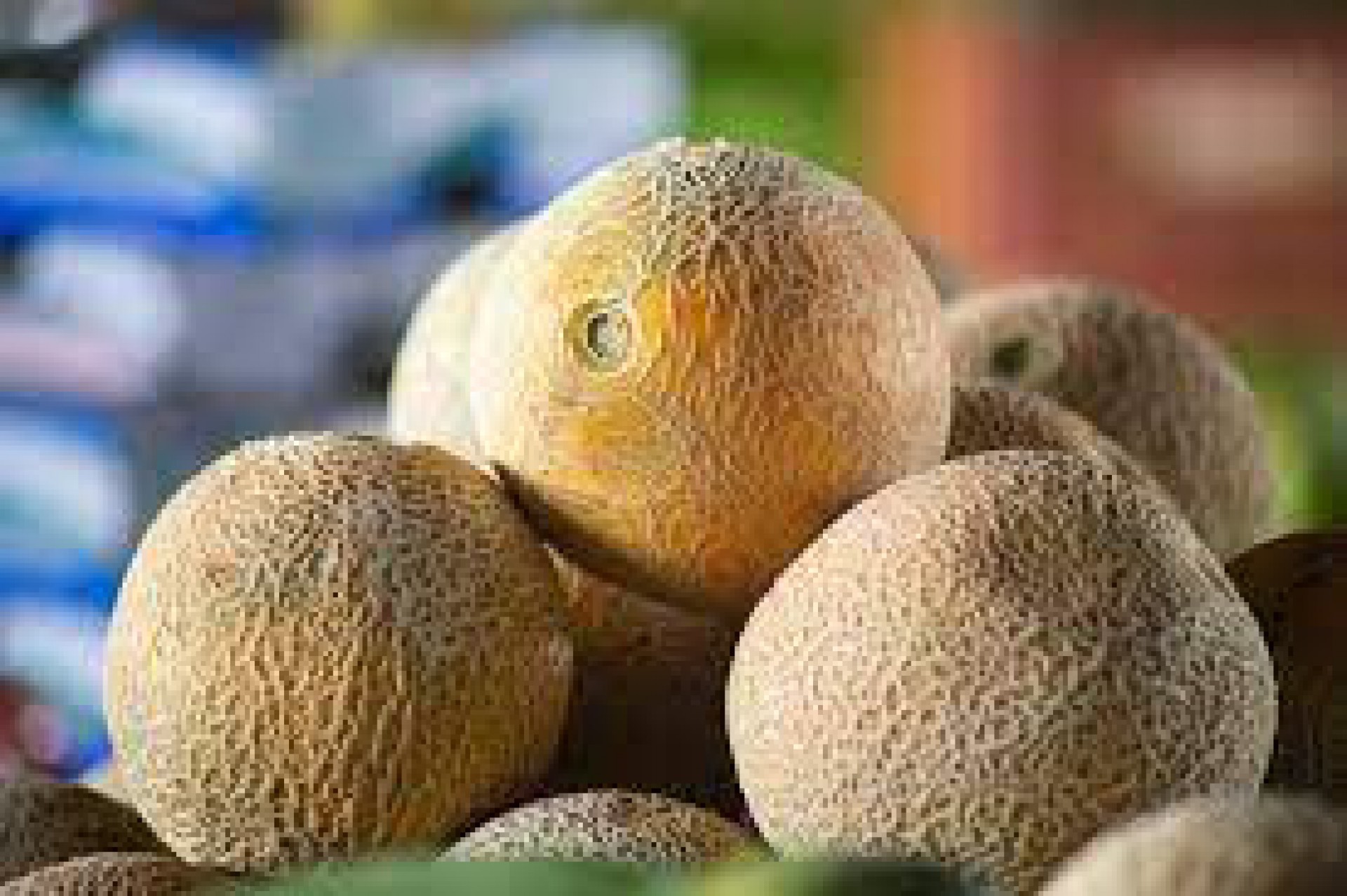 Melão é o primeiro da pauta de exportações de frutas cearenses (Foto: Divulgação)