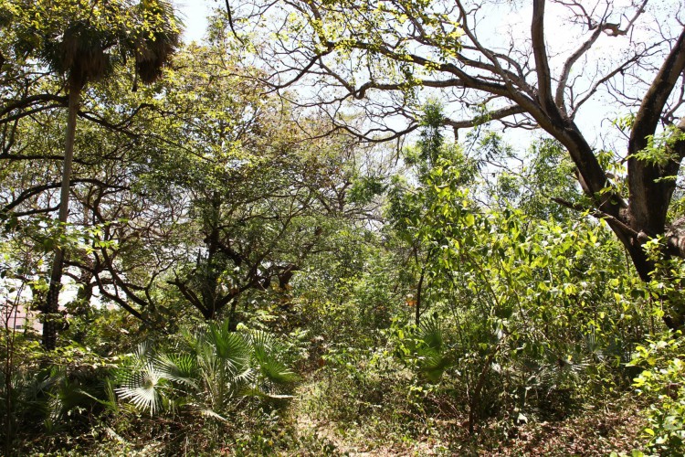 ￼56 árvores serão cortadas e 111 serão transplantadas para outro local