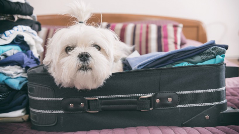 Os dois viajaram por quase duas horas com muita folga - e mordomia - na aeronave. (foto: Monika Wisniewska Amaviael / Getty Images)