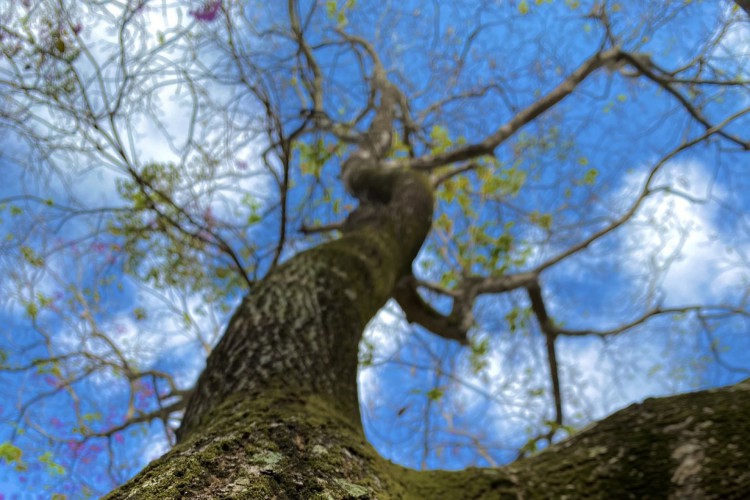 Pau-d'arco-roxo. Uma das &aacute;rvores que flora durante a primavera, em Fortaleza
