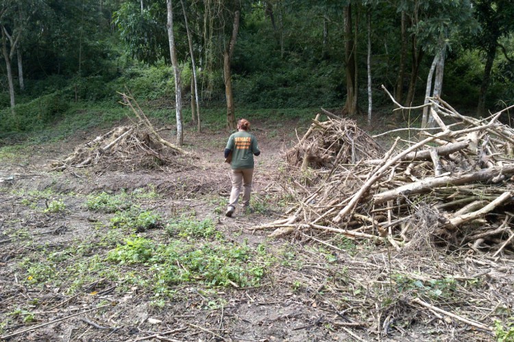 Desconto máximo sobre valor principal corrigido e no juros de multas ambientais somente se aplica aos casos em que não houver área degradada a ser recuperada