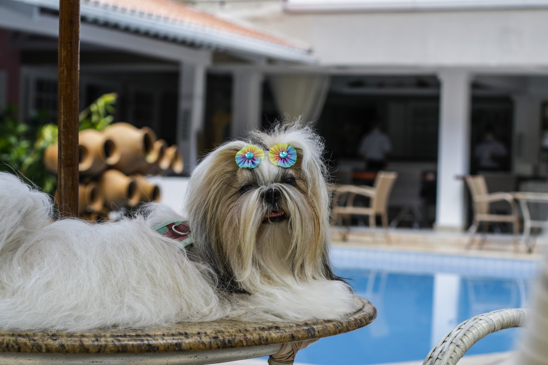  A cachorrinha Nutella aproveita o espaço 'pet friendly' do Villa Mayor Hotel (Foto: (Thais Mesquita/OPOVO))