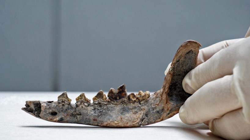 O fóssil de mandíbula poderia ser a chave para determinar que há 12.000 anos os cachorros habitaram a América Central(foto: PROYECTO XULO / AFP)