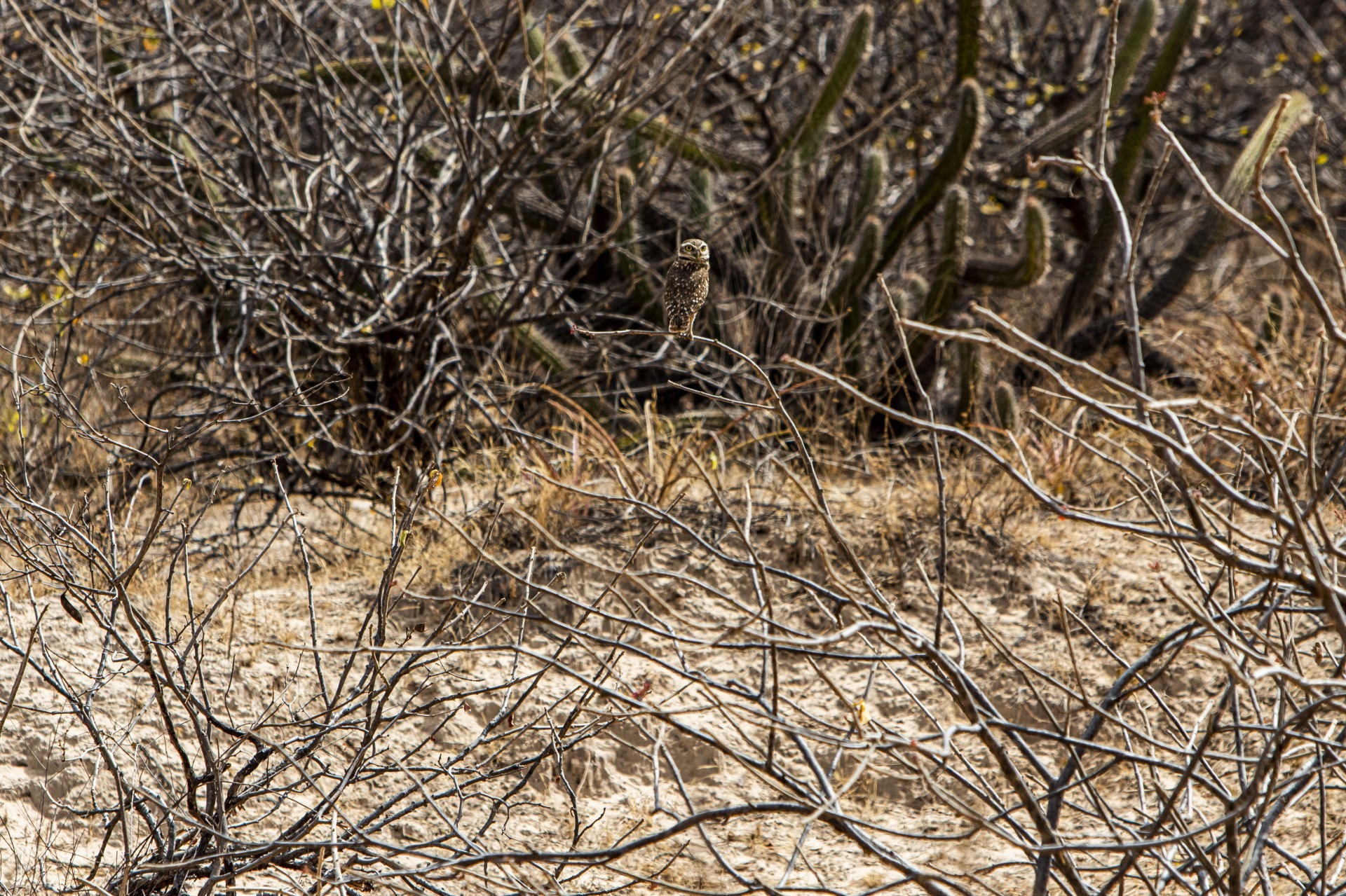 Desertificação no município de Poranaga: coruja na paisagem árida  (Fco Fontenele/O POVO) (Foto: FCO FONTENELE)