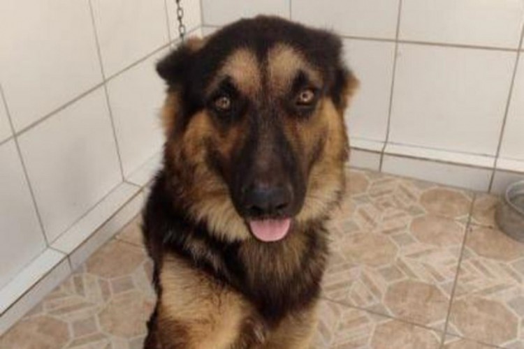 Hércules foi levado da igreja da Paróquia Menino Jesus e encontrado no dia seguinte 