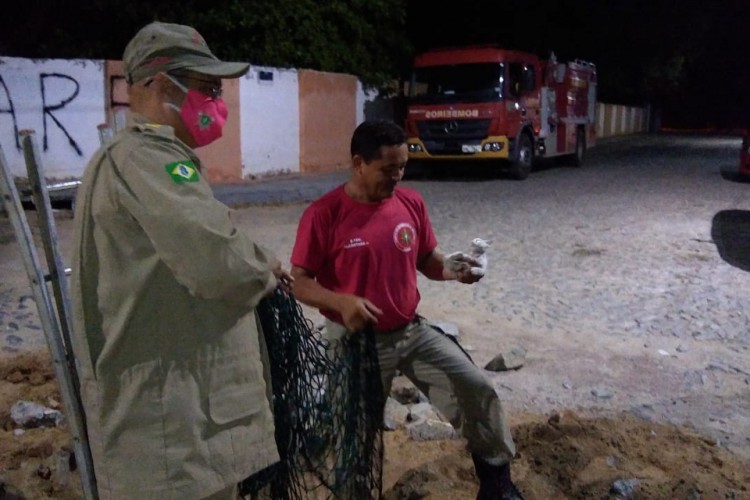 Filhote de gato foi salvo na ultima quinta-feira, 28, em Iguatu 