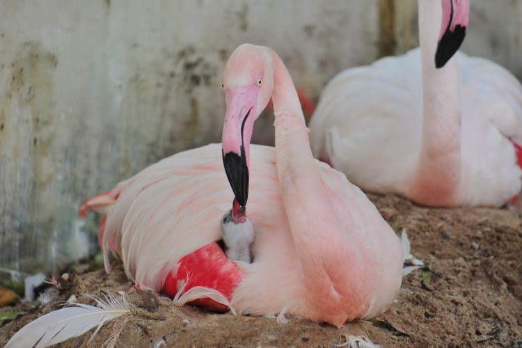 Sobreviveram apenas quatro das 176 aves existentes no local