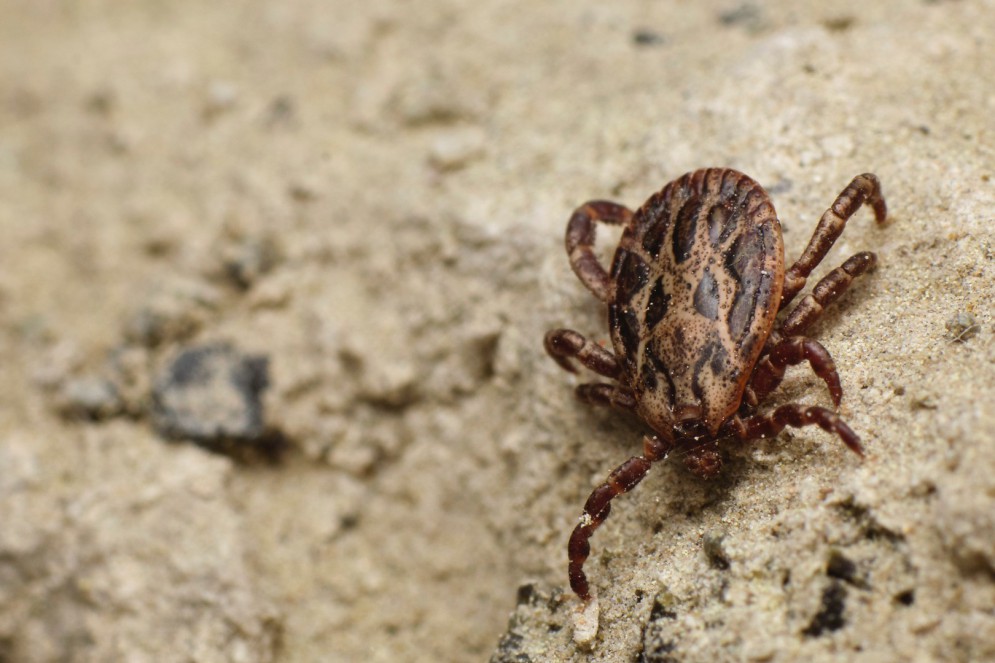 ￼FEBRE MACULOSA é 
transmitida por picadas de carrapato 