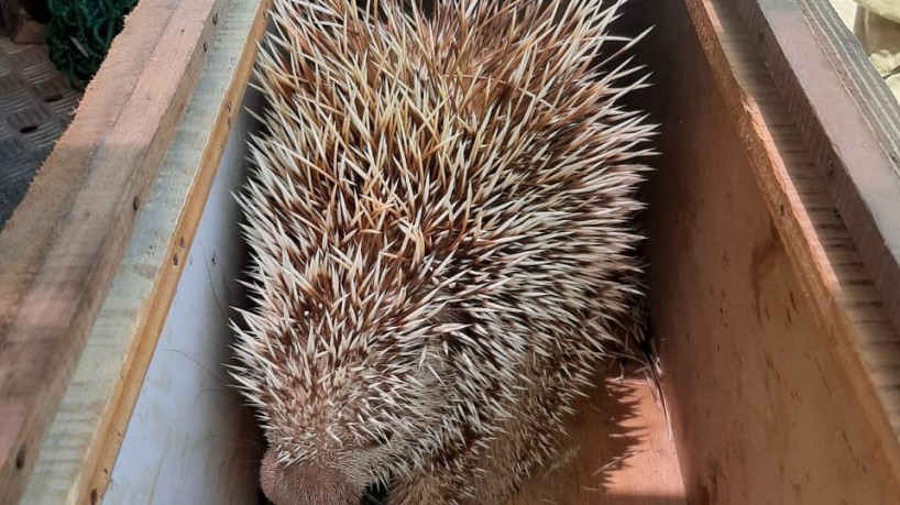 Durante a captura, o animal tentou se defender ao expelir alguns espinhos(foto: Ascom/CBM-CE)