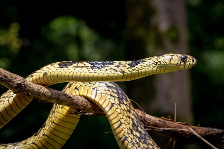 A cobra caninana pode atingir até 2,5 metros de comprimento e tem comportamento agressivo, embora não possua nenhum tipo de veneno