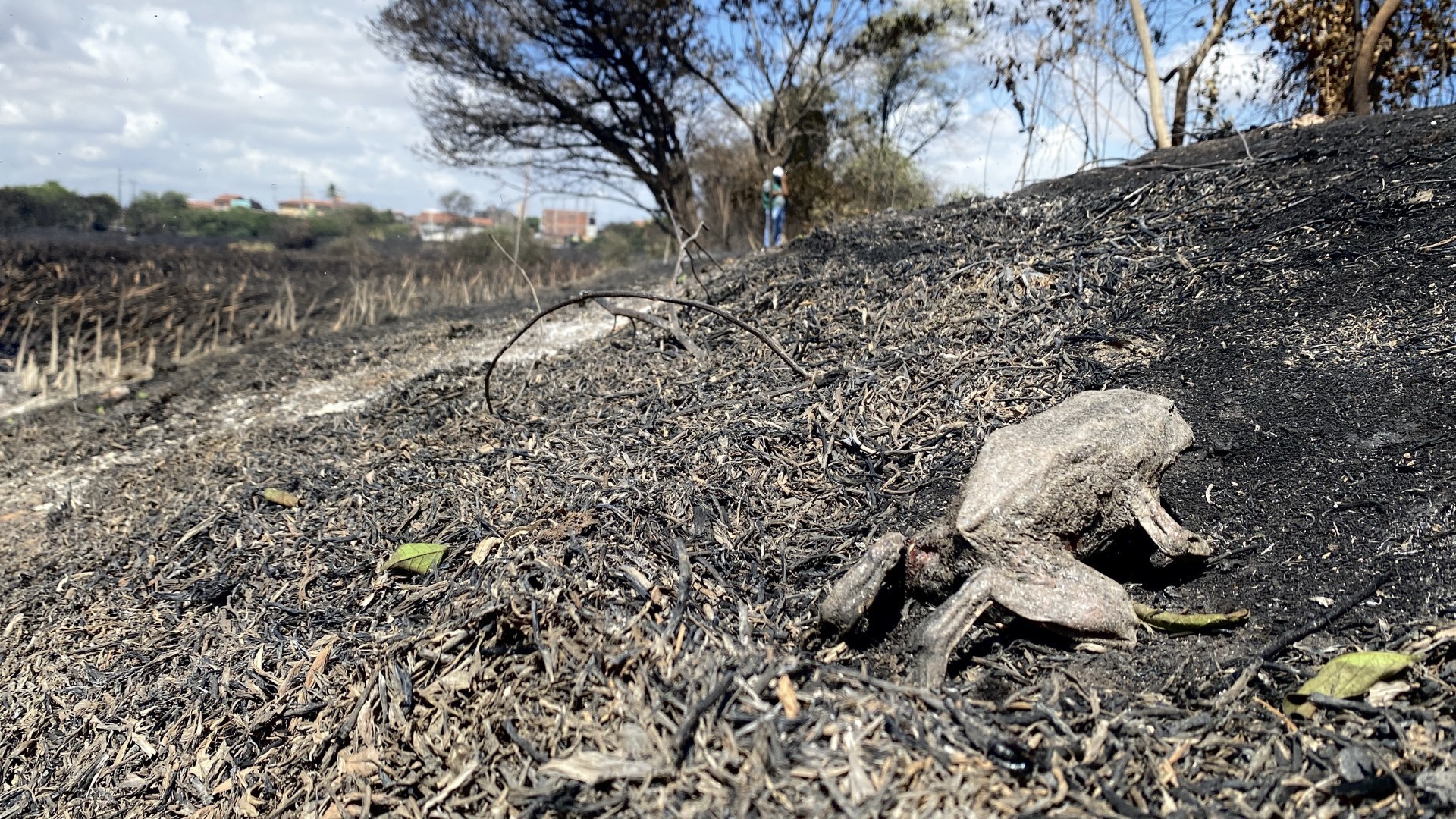 Sapo foi encontrado queimado:  área queimada corresponde a 46 campos de futebol (Foto: Demitri Túlio)
