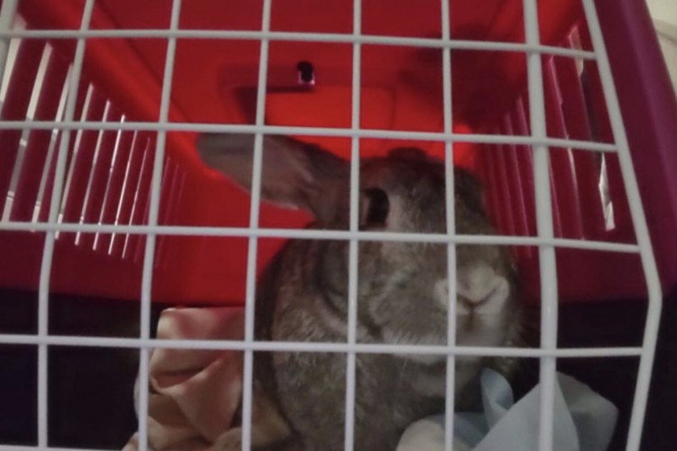 Após confusão, coelho chamado Alfredo consegue embarcar com donos no Aeroporto de Cumbica, em Guarulhos (SP)