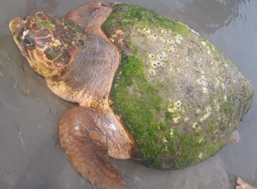 A tartaruga, que foi encontrada encalhada pelos agentes do Corpo de Bombeiros na faixa de areia da praia de Moitas, em Amontada, foi batizada como Marília 