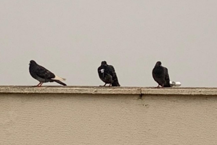  Bilhetes eram amarrados nas aves