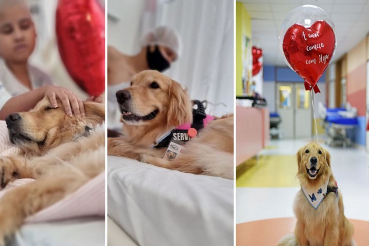 Terapia Assistida Por Animais no Inca